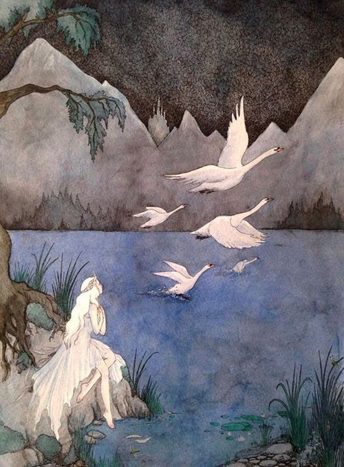 Wild Swans by Florence Harrison